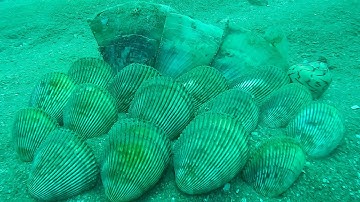 Lặn Biển Bắt Sò Dương Ốc Hương Độ Sâu 25 Mét Trúng Đậm /Tập 202