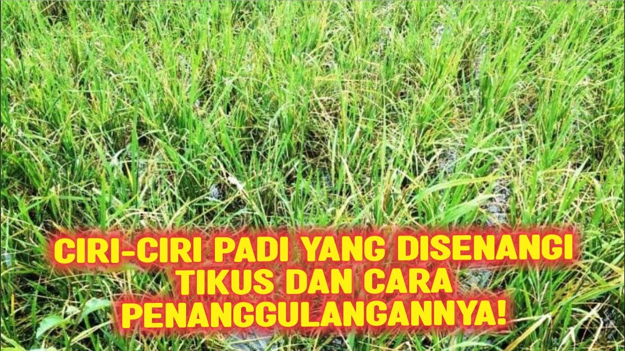 CIRI CIRI PADI YANG DI SENANGI TIKUS DAN CARA PENANGGULANGAN NYA