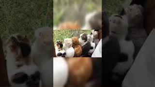 KOECING AKUR BE LIKE tiktok