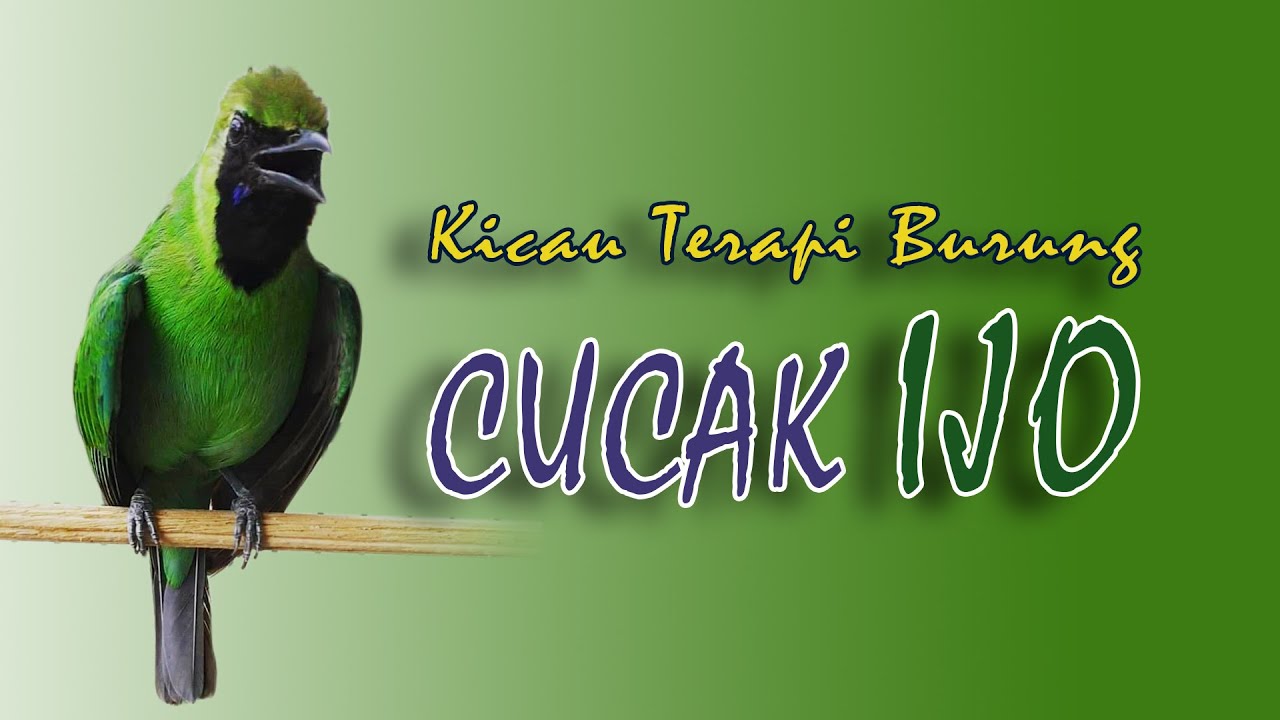 Cucak ijo Spesial edisi terapi Burung Macet bunyi auto "GACOR" 