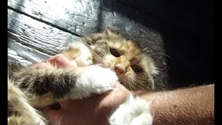 This fence sucks good enough to enable your table saw to cut repeatable thin strips of wood. Cut your own veneer effectively and 