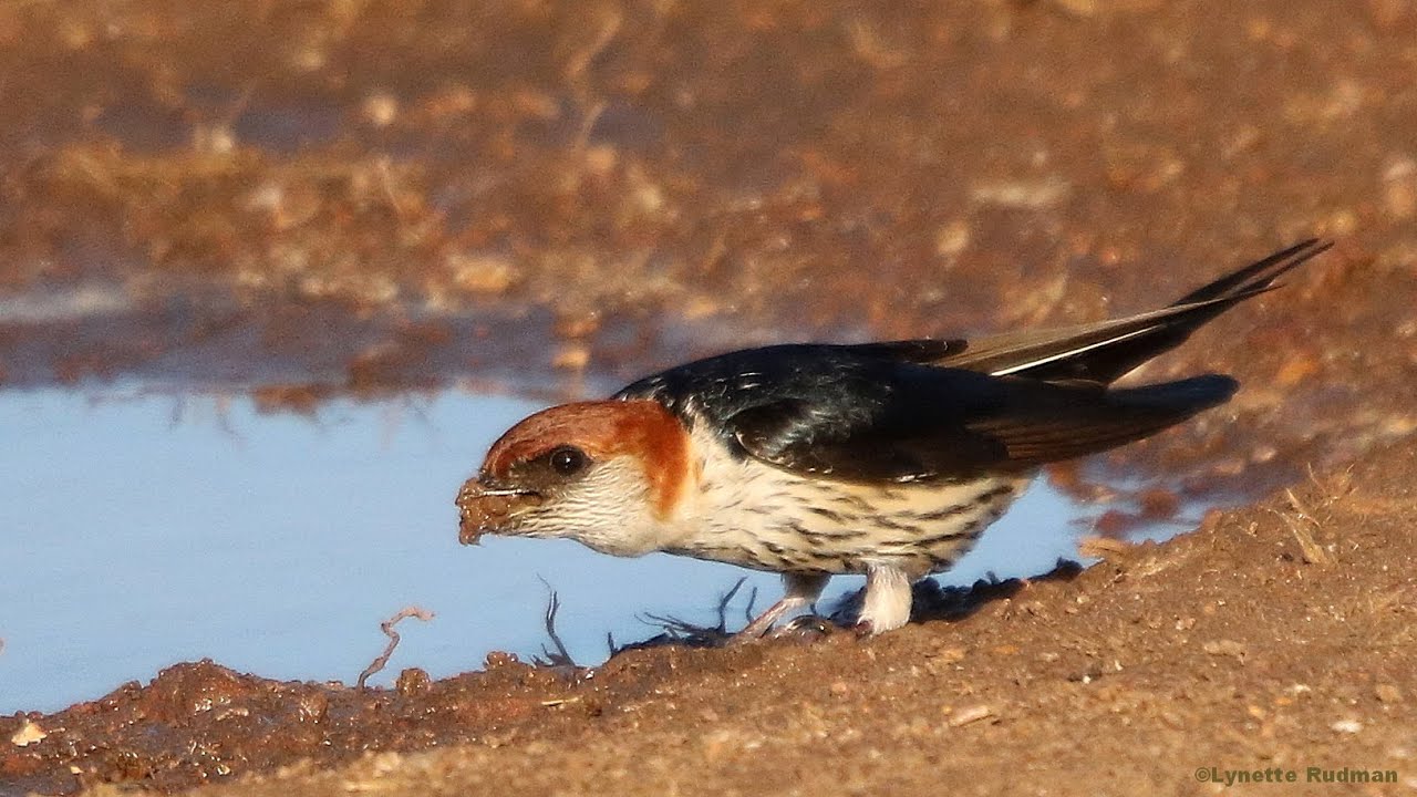 Greater Striped Swallows gathering mud for their nest
