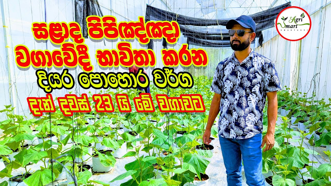 සළාද පිපිඤ්ඤා වගාවේදි භාවිතා කරන දියර පොහොර | දවස් 23යි |Salad Cucumber Farming | Smart Agri