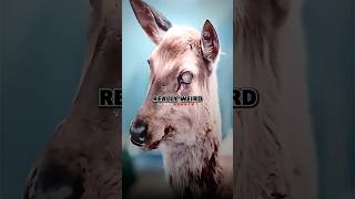 California’s Zombie Apocalypse - Joe Rogan