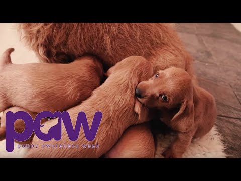 Mum and Puppies Playing | Puppy Awareness Week