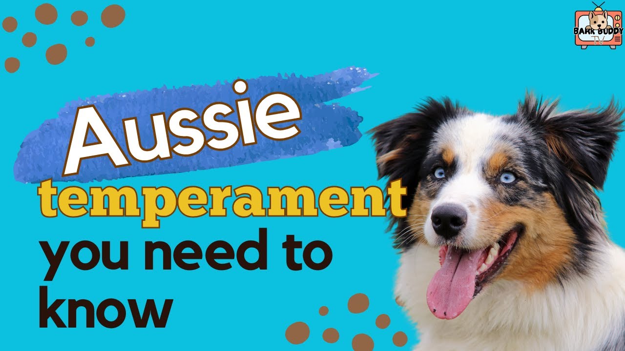 What Aussie Owners Don’t Tell You About their Temperament - YouTube
