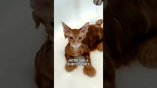 Is Your Cat's Amazing Night Vision Hiding a Secret? #Shorts