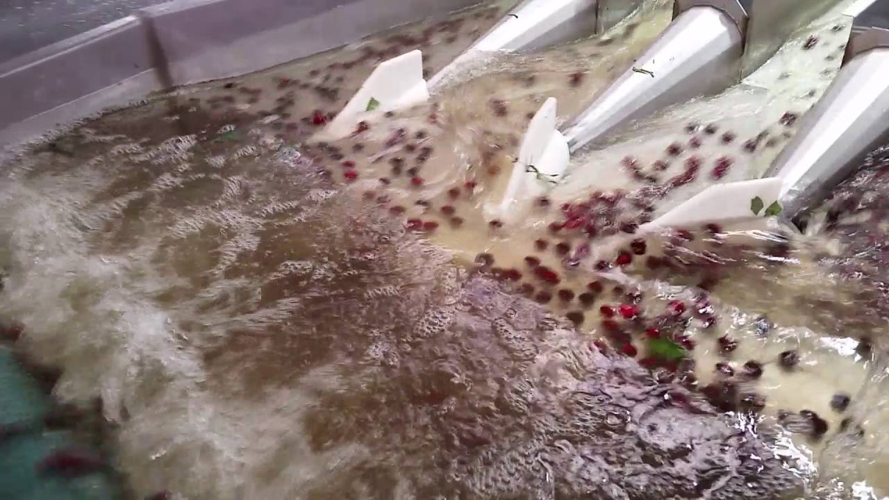 Cherry bin dump / cluster cutter / small fruit eliminator / indeed flumes