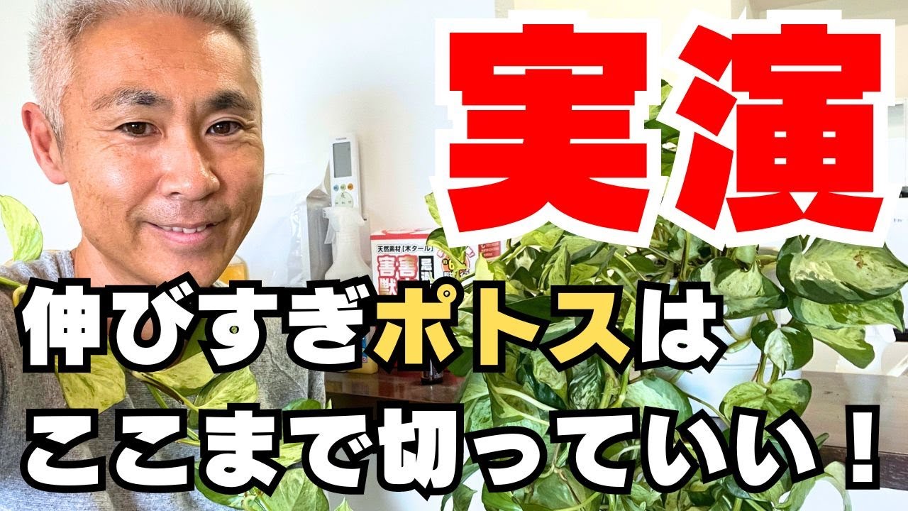 実演！伸びすぎポトスの剪定方法！