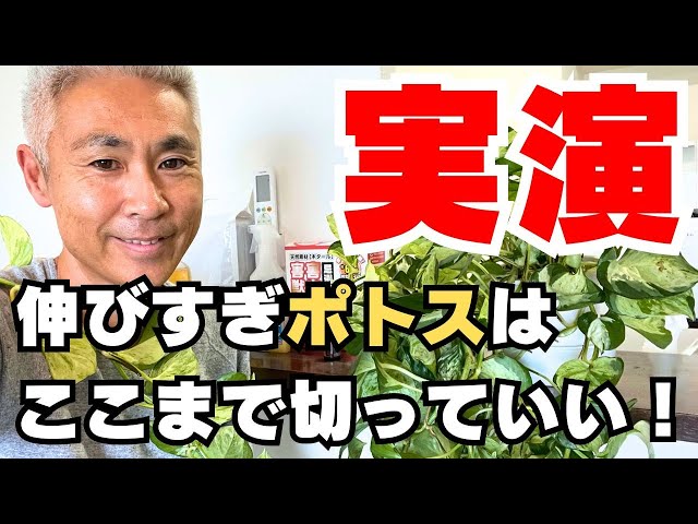 Demonstration! How to prune an overgrown pothos! - YouTube