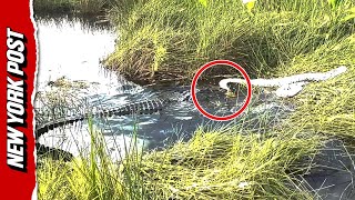 Alligator Catches and Chomps on Python Before Dragging it Through Everglades