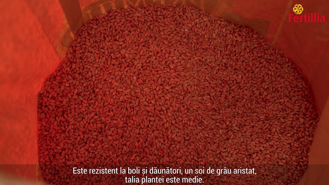 De ce oferă grâul Antile de la Fertillia recolte-record, foarte căutate de morarii italieni 1 De ce oferă grâul Antile de la Fertillia recolte-record, foarte căutate de morarii italieni YouTube player