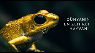 Dünyanın En Zehirli Hayvanı: Altın Zehirli Ok Kurbağası | Ölüm Dokunuşu #Belgesel #Doğa #VahşiYaşam