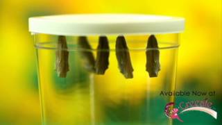 Insect Lore Live Butterfly Garden® by Creeate screenshot 5