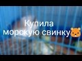 Купила морскую свинку! Первые покупки💞