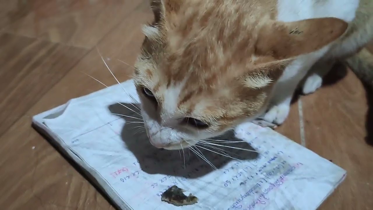  Today I came to make food for the cat.