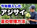 ◆枯らさない【アジサイ】夏の管理方法＆植え替え🪴