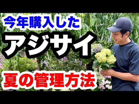 ゆるふわ園芸やっちゃんねる - YouTube