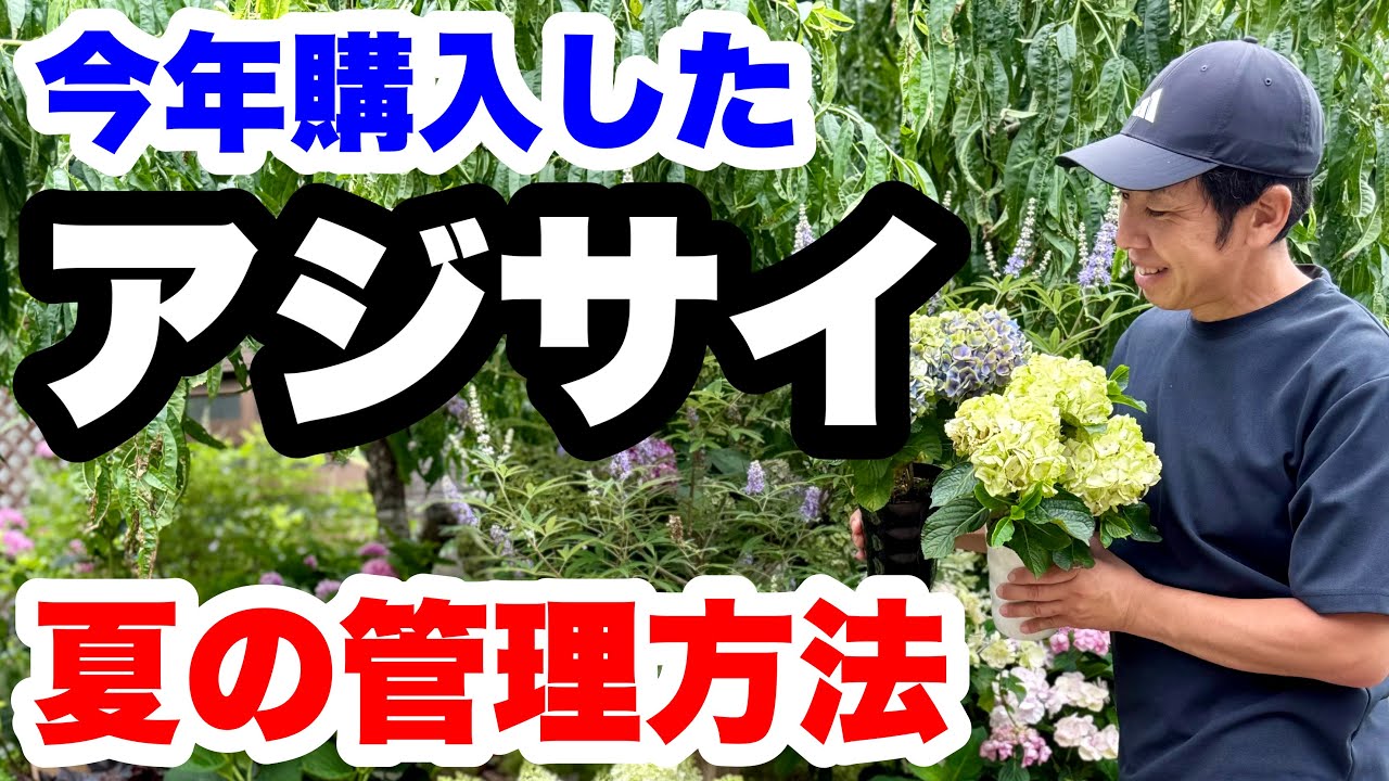 ◆枯らさない【アジサイ】夏の管理方法＆植え替え🪴