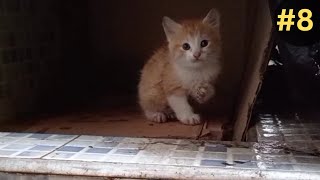 Ginger kitten has never seen rain before #part8 by  Ch 162 views 1 month ago 3 minutes, 13 seconds