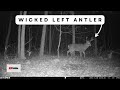 Gnarly left antler buck works fresh scrape  trail cams