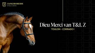 Dieu Merci T&L Z-Zangersheide Stallion Presentation 2026 ( ENG )