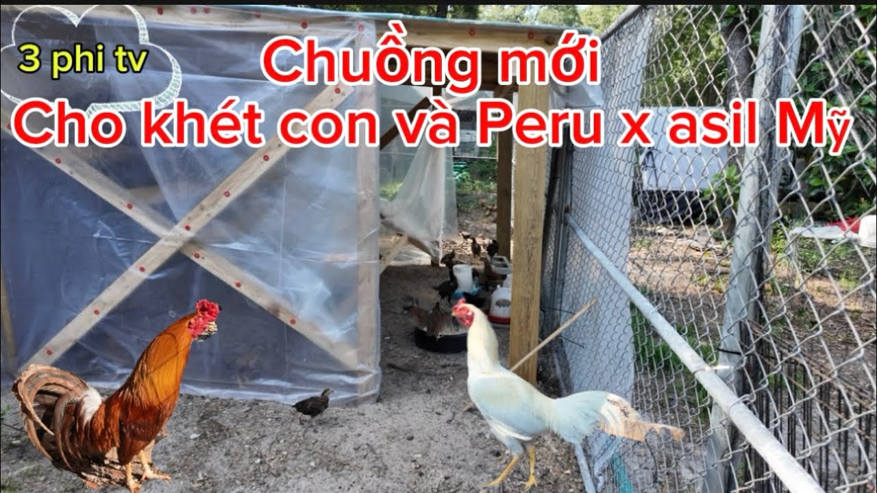 Làm chuồng Cho mấy em gà con giống 2 tháng