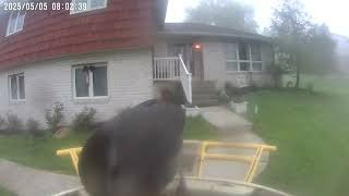 Daily Birdwatching - Netvue Birdfy Birdfeeder Cam - May 5, 2025