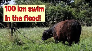 This cow swam 100 kilometers in the flooded Maas river!