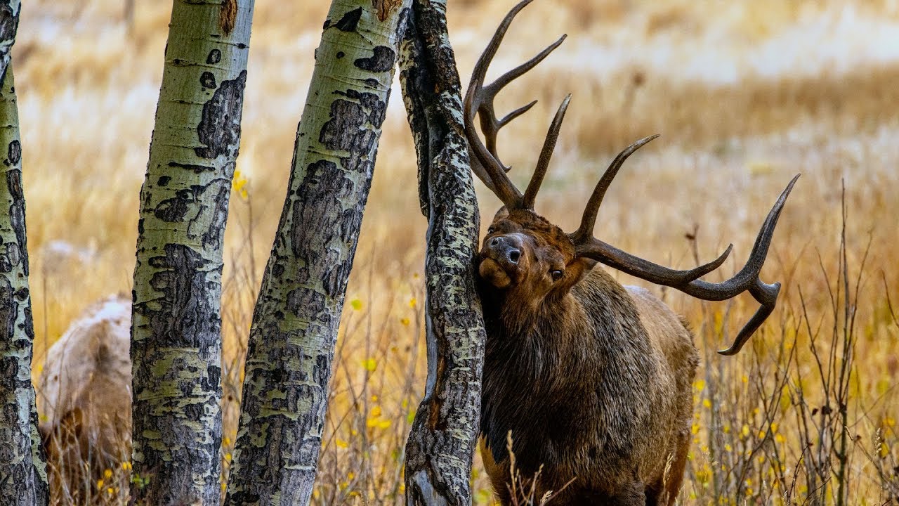 Bringing a Herd Bull In Close with Raking - In the Zone (Episode 2)