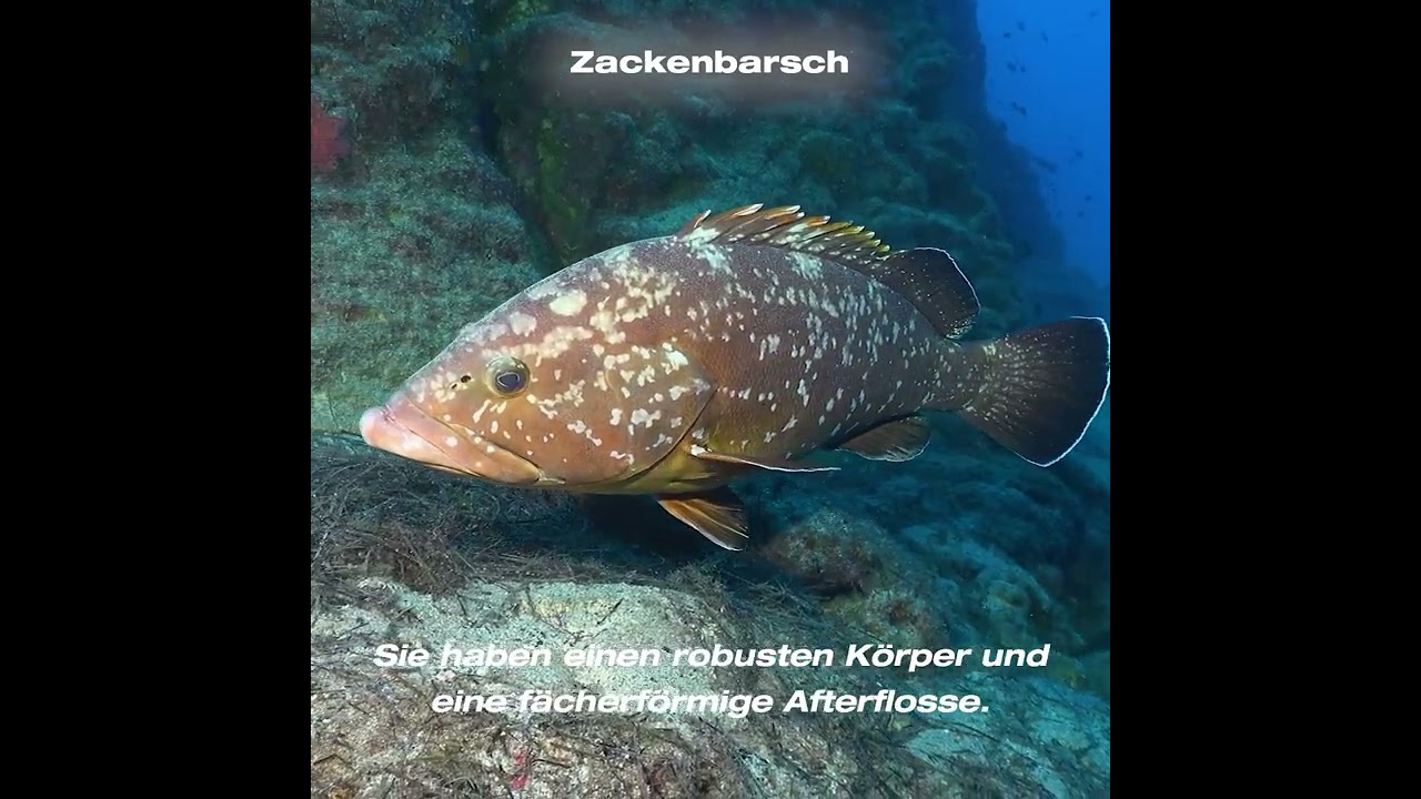 Zackenbarsch - Mero