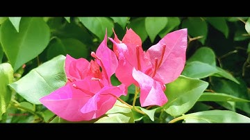 Cinematic 4k Walk || Dr. BAMU University Aurangabad Maharashtra #nature #4k #bamuuniversirtynews