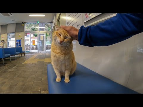 A Cat Sat Beside Me at the Ferry Terminal, So I Sat Down and Gave It Some Pets