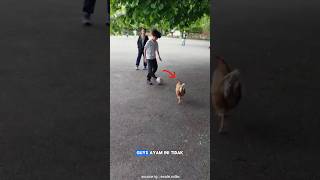 Momen unik ayam lain bola #animals