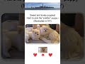 Lovely Cute Sweet Puppies! Which puppy is prettier, left or right? #puppy #cute #lovely #강아지 #ペット