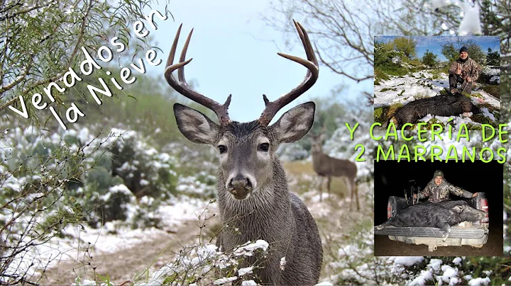 Venados en la Nieve y Dos Caceras de Marrano con A...