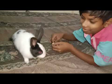 PETER RABBIT -