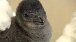 Zoo Shows Off New Baby Penguin