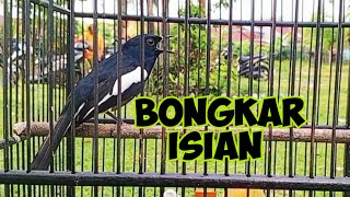 Kacar ngotot tembakan kasar