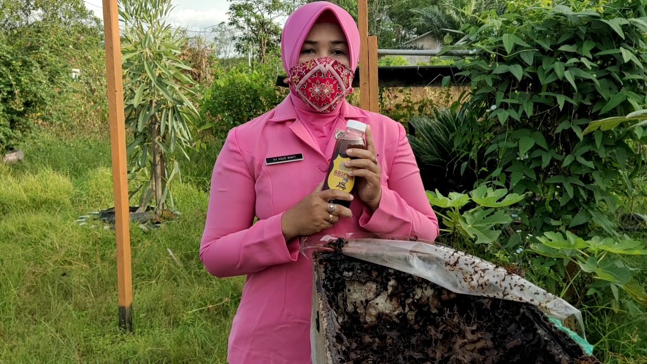 BUDIDAYA MADU KELULUT 