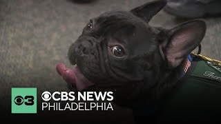 New pet therapy program helps reduce stress and boost engagement in young readers