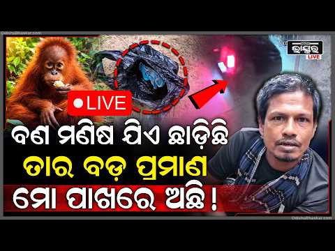 🔴Live :ସ୍ଥାନୀୟ ଲୋକ ହାତରେ ଲାଗିଲା ବଡ଼ ପ୍ରମାଣ ,ଏଥର ଗିରଫ ହେବ ମାଷ୍ଟରମାଇଣ୍ଡ ବଣମଣିଷ ବେପାରୀ Orangutan