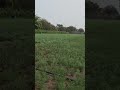 Mera Gav #nature #farming #viral #villagelife #village #maharashtra #farmer #love #youtubeshorts