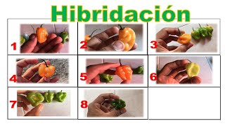 SEMILLAS HIBRIDAS!! ¿Qué Pasa si Obtengo mis Semillas de una Fruta de Supermercado? | Chile Habanero
