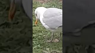 The Gull Universal Nation Worm Dance. #seagull #trance #dance #music #youtubeshorts