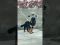 GERMAN | SHEPHERD | DOGS