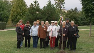 Aki Gondol A Jövőre Fát Ültet - Gömbjuharral A Klímavédelemért
