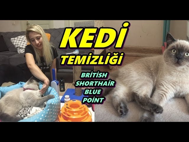 Kedi Temizligi British Shorthair Blue Point Youtube