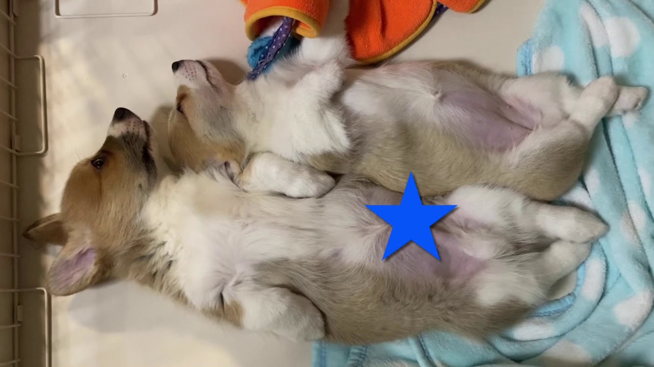 コーギー子犬、寝相が笑えます。 YouTube