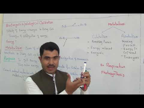 Bioenergetics Or Biological Oxidation Metabolism And Its Types In English Version Part1 By Dr Hadi 